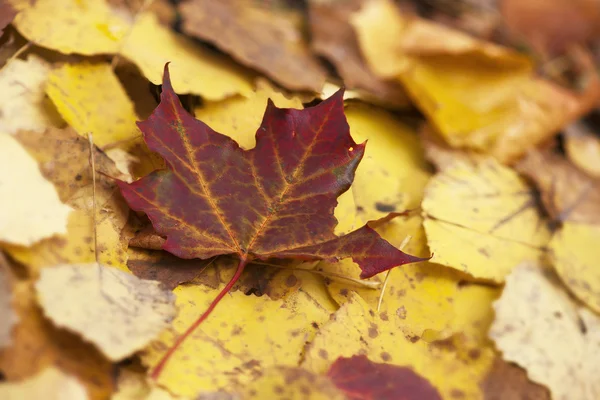 Кленовый лист осенью — стоковое фото