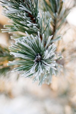 Pine needles with frost clipart