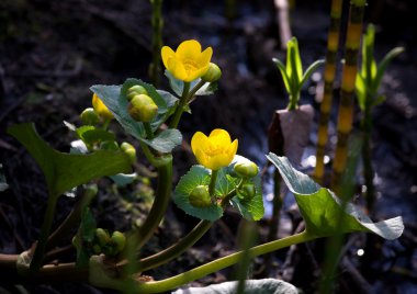 Marsh kadife çiçeği
