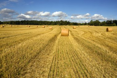 Wheatfield