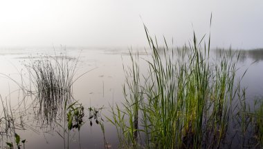 Reeds in foggy lake clipart