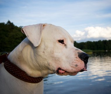 Dogo Argentino