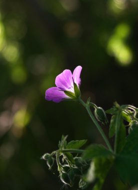 ahşap cranesbill yakın çekim