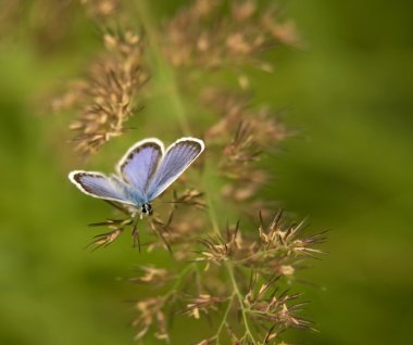 Purple butterfly clipart