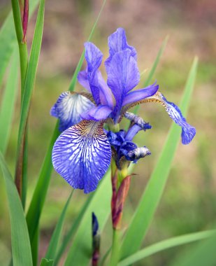 Siberian Iris clipart
