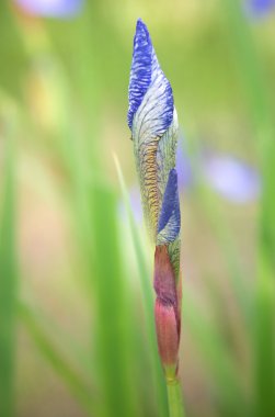 Sibirya iris