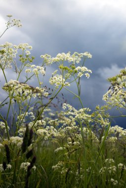 Cow Parsley clipart