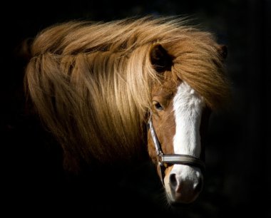 Horse on black clipart