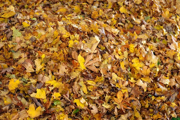 Alfombra de hojas —  Fotos de Stock
