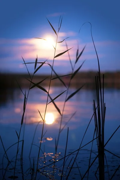 Reeds in moonshine — Stock Photo, Image