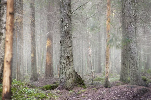 Floresta em nevoeiro — Fotografia de Stock