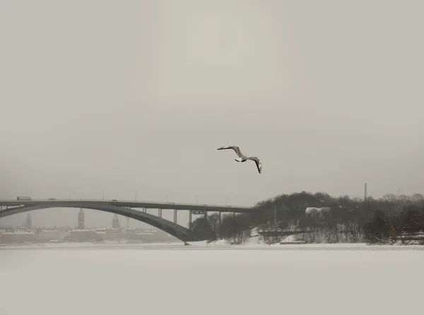 Kışın martı — Stok fotoğraf