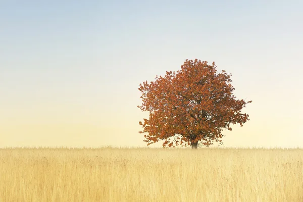 Podzimní strom — Stock fotografie