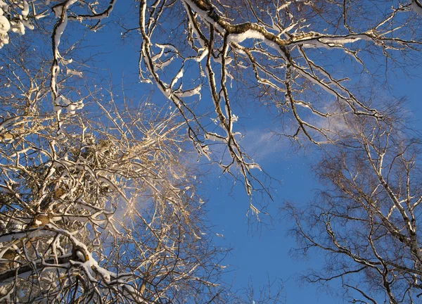 Nieve cayendo del árbol — Foto de Stock