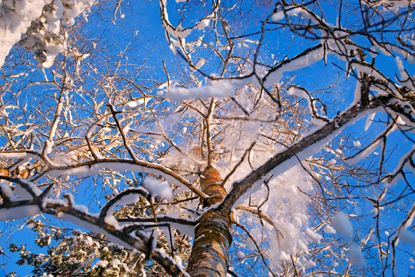 Снег, падающий с деревьев — стоковое фото