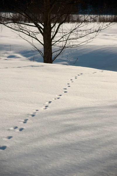 雪地里的动物足迹 — 图库照片