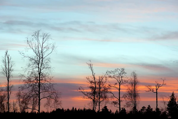 夕方には裸の木 — ストック写真