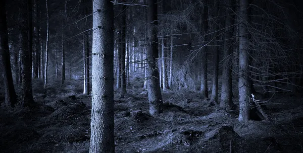 Kísérteties erdő. — Stock Fotó