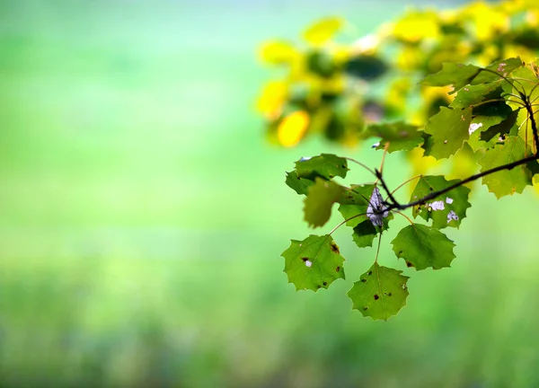 Аспен листя — стокове фото