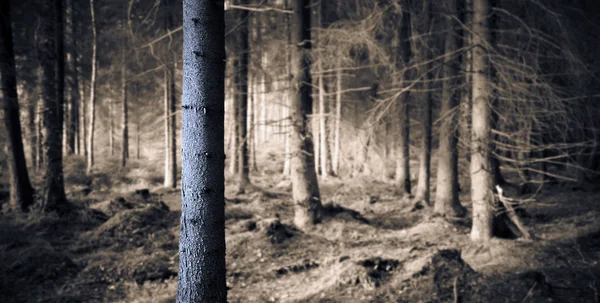 Моторошний ліс — стокове фото