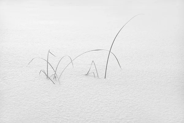Grass in snow — Stock Photo, Image