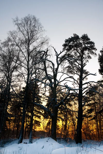Trees in winter sunset — Stock Photo, Image