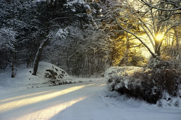 Kırsal yol kışın — Stok fotoğraf