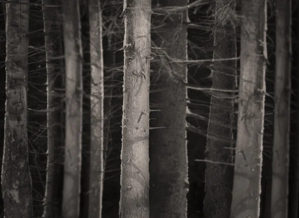 不気味な森 — ストック写真