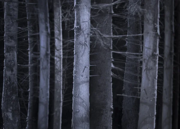 Strašidelný les — Stock fotografie
