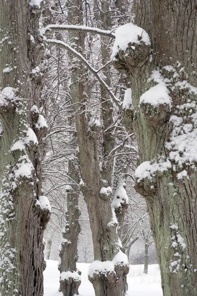 Lime tree trunks in winter — Stock Photo, Image