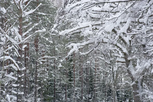 Stromy v zimě — Stock fotografie