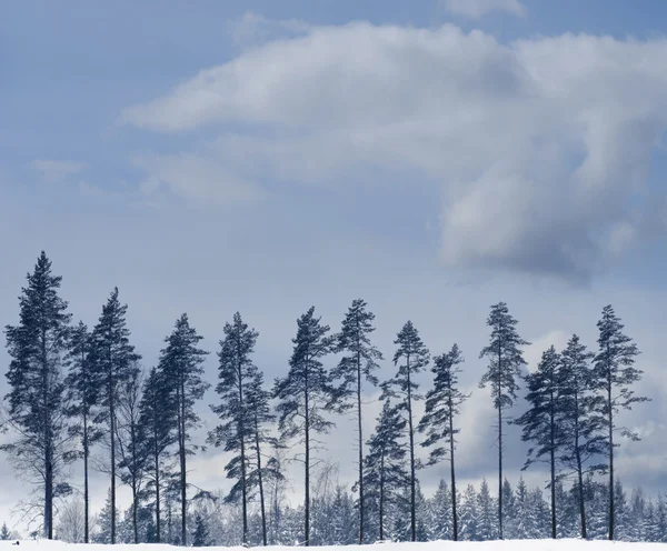 Fyrretræsrør om vinteren - Stock-foto