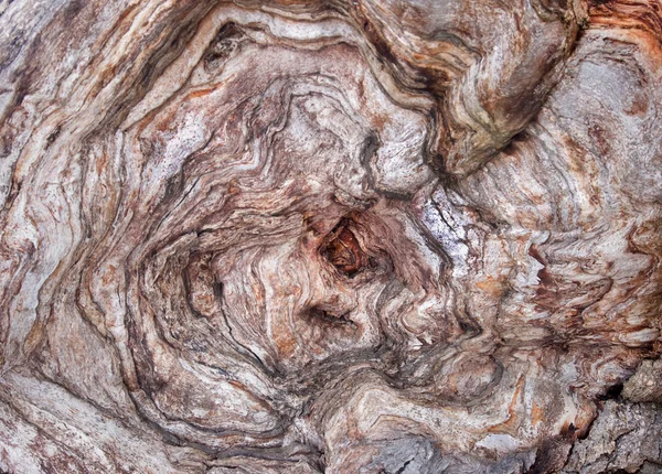 Bir ağaç kadar clsoe — Stok fotoğraf