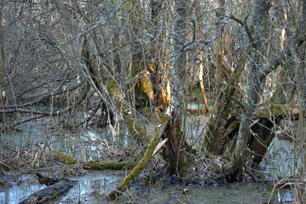 Área do pântano com árvore — Fotografia de Stock