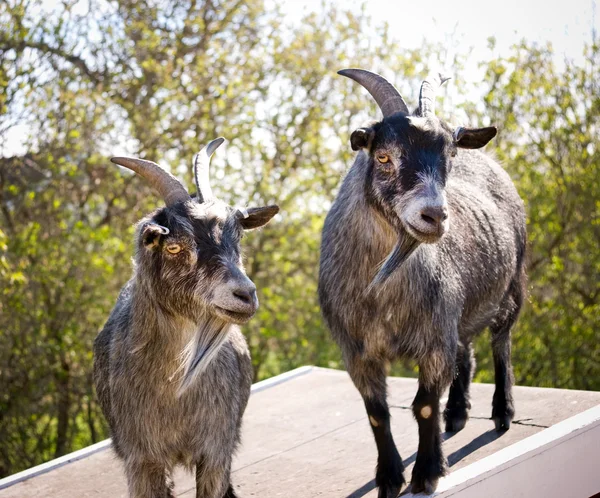 Dua ekor kambing. — Stok Foto