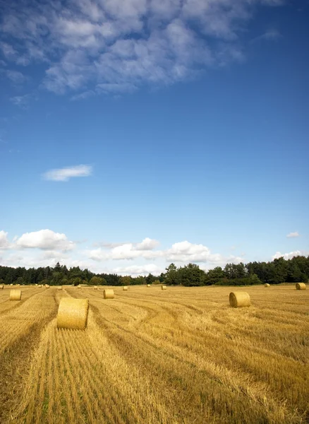 Balíky sena na poli pšenice — Stockfoto