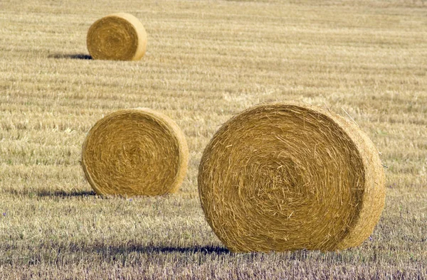 Три тюка сена — стоковое фото
