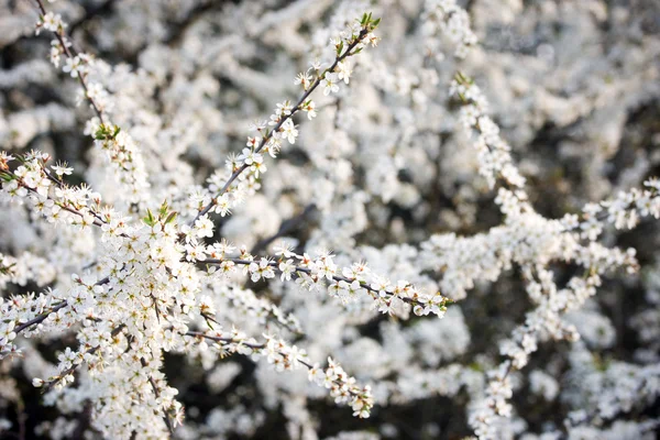 Çiçek açan Ağaç — Stok fotoğraf