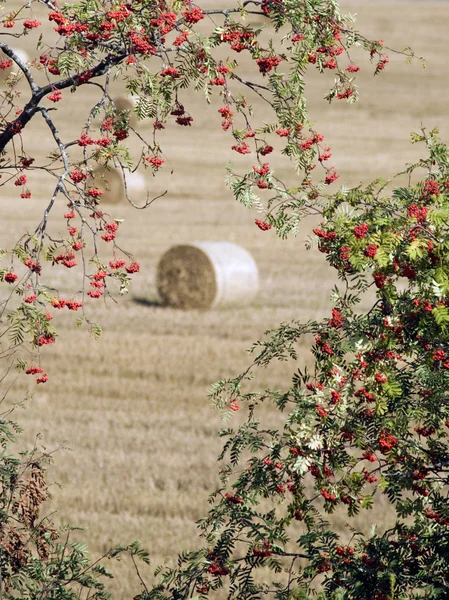Rowan trees and hay bale — Stock Photo, Image