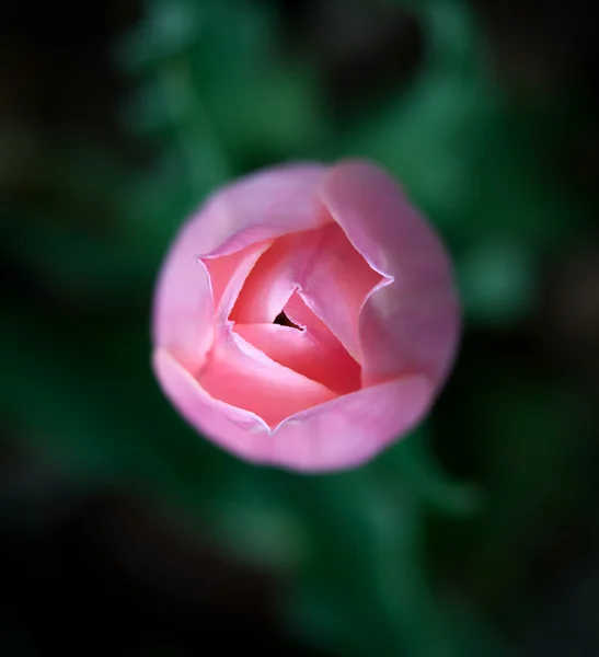 핑크 튤립 — 스톡 사진