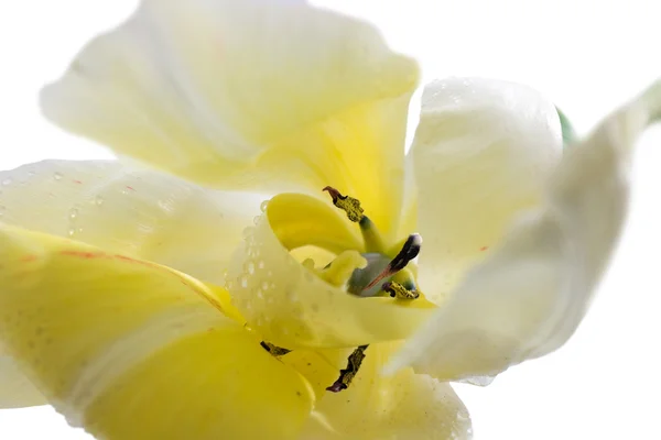 Na białym tle tulipan — Zdjęcie stockowe