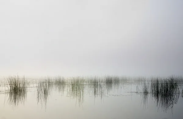 Sazlık sisli göl — Stok fotoğraf