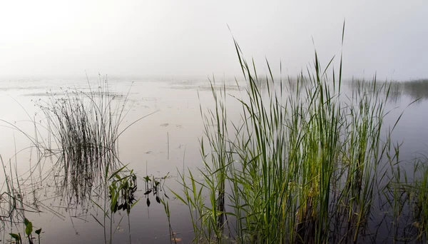Καλάμια στη λίμνη ομίχλη — Φωτογραφία Αρχείου