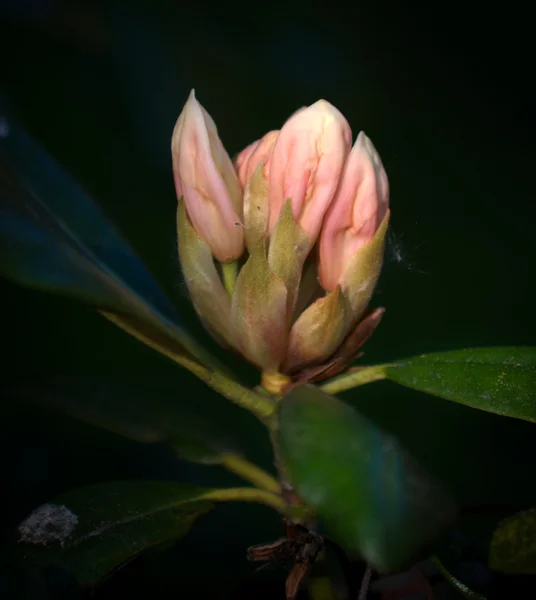 Roz rododendron bud — Fotografie, imagine de stoc