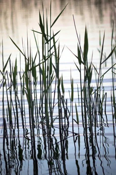 Reflection of reeds — Stock Photo, Image