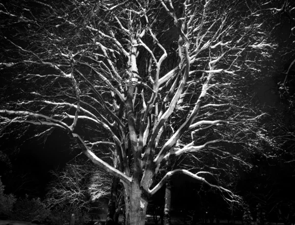 Δέντρο τη νύχτα — Φωτογραφία Αρχείου