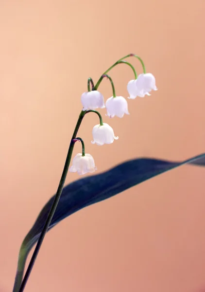 stock image Lily of the valley