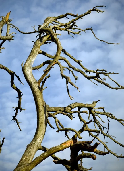 Мертве дерево — стокове фото