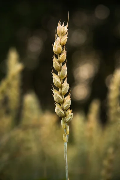 Wheat in field — Stock Photo, Image