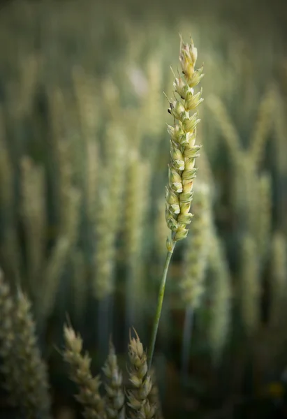 小麦のフィールド — ストック写真